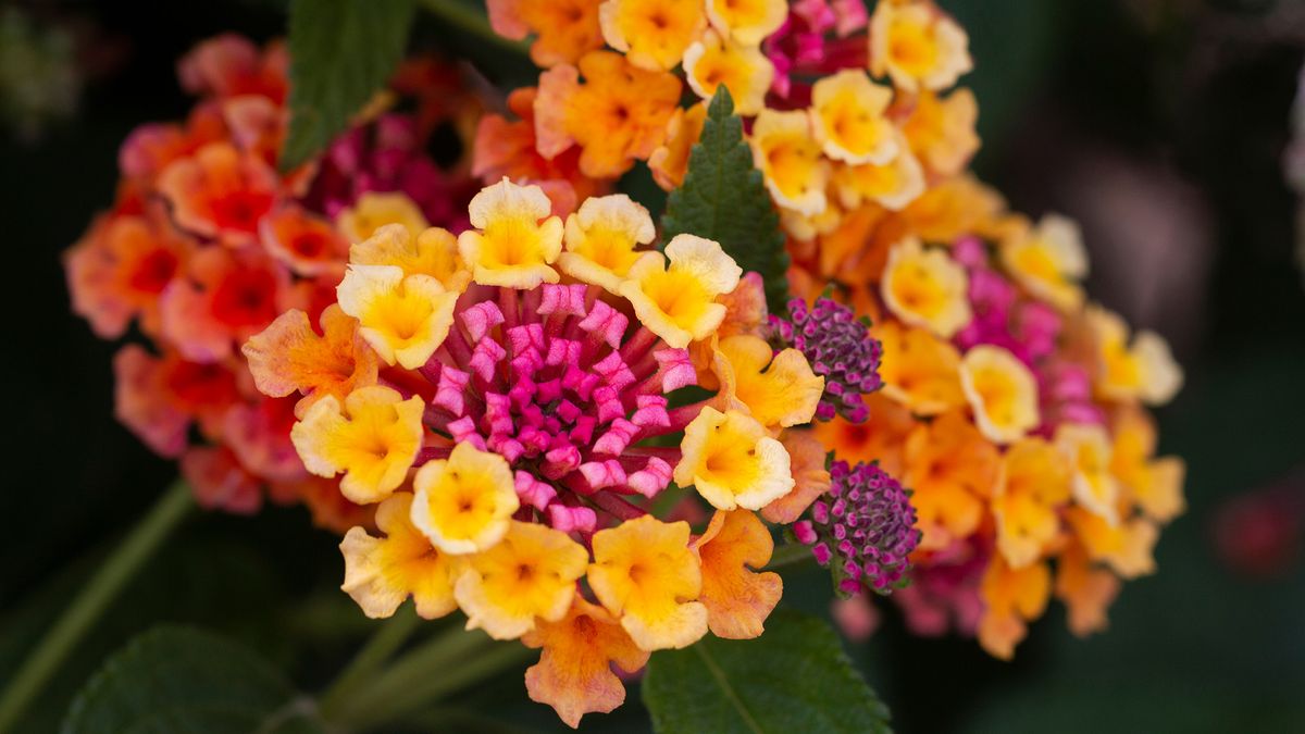 Non richiede manutenzione e fiorisce fino alle prime gelate: è stato nominato il miglior fiore per il balcone