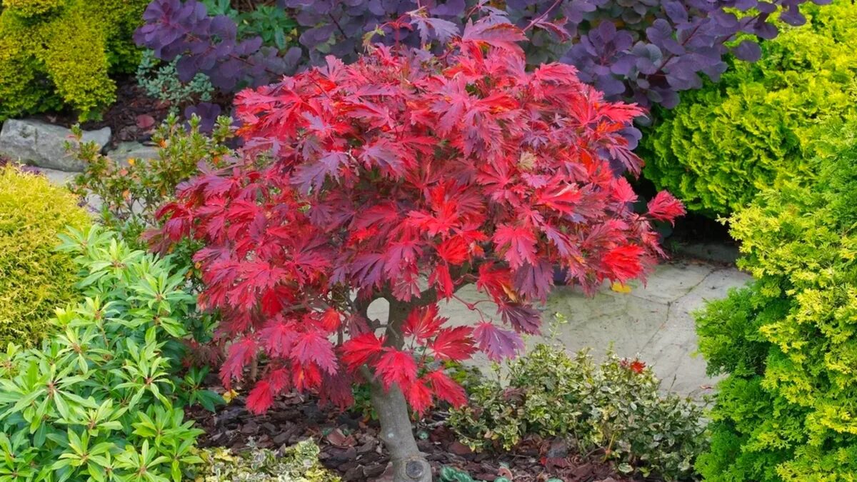 L’albero in vaso facile da curare, con foglie che cambiano colore e danno vita al tuo giardino