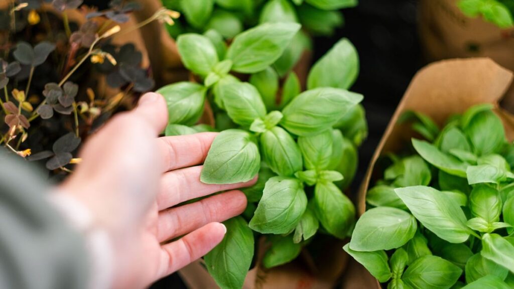 Per evitare che il cespo di basilico si secchi in estate, basta fare così: è molto semplice