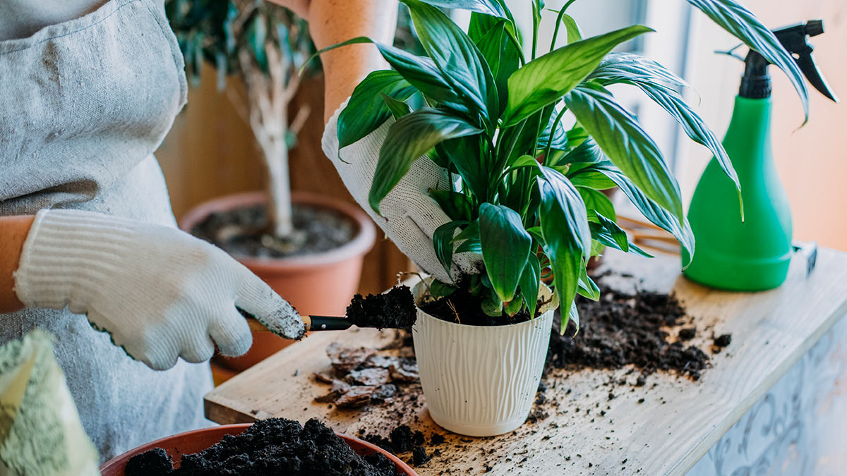 8 modi per combattere il caldo e rendere la casa più fresca senza condizionatore, risparmiando anche sulla bolletta