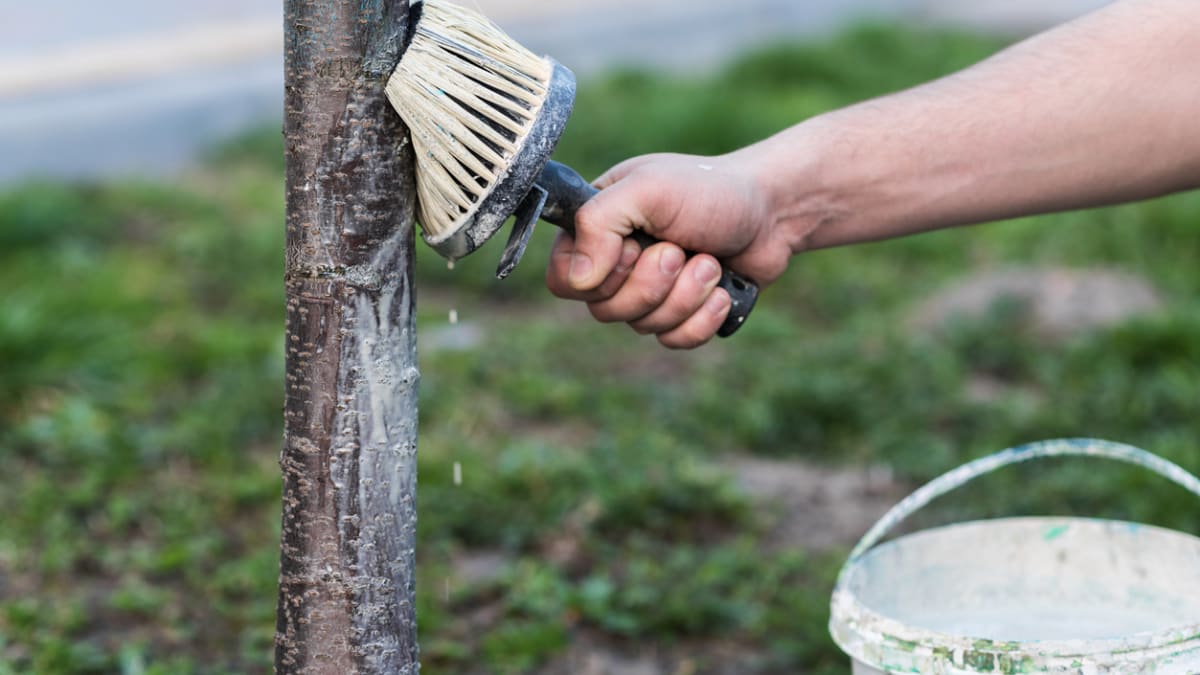 Imbiancatura con cenere: un trattamento antico per proteggere naturalmente i vostri alberi