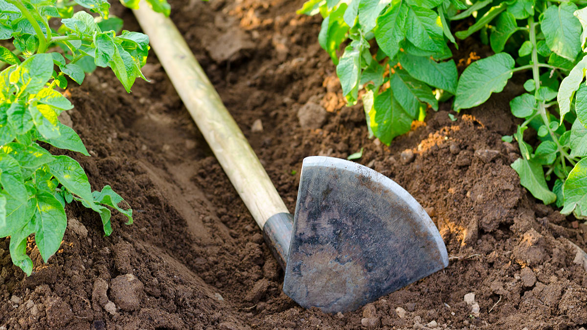 Perché è così importante rincalzare le piante di patate