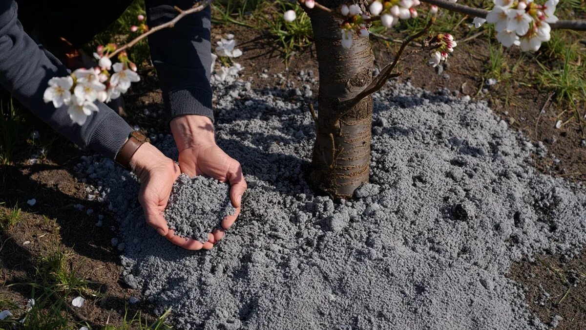 Una tazza sotto l’albero e le ciliegie diventano più grandi delle albicocche, dolci come miele e senza acidità