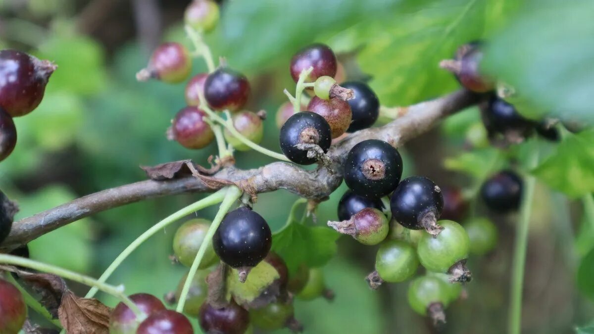 Il trucco per i pigri: raccogliere le bacche di ribes con le cesoie in mano e il cespuglio si ringiovanisce da solo