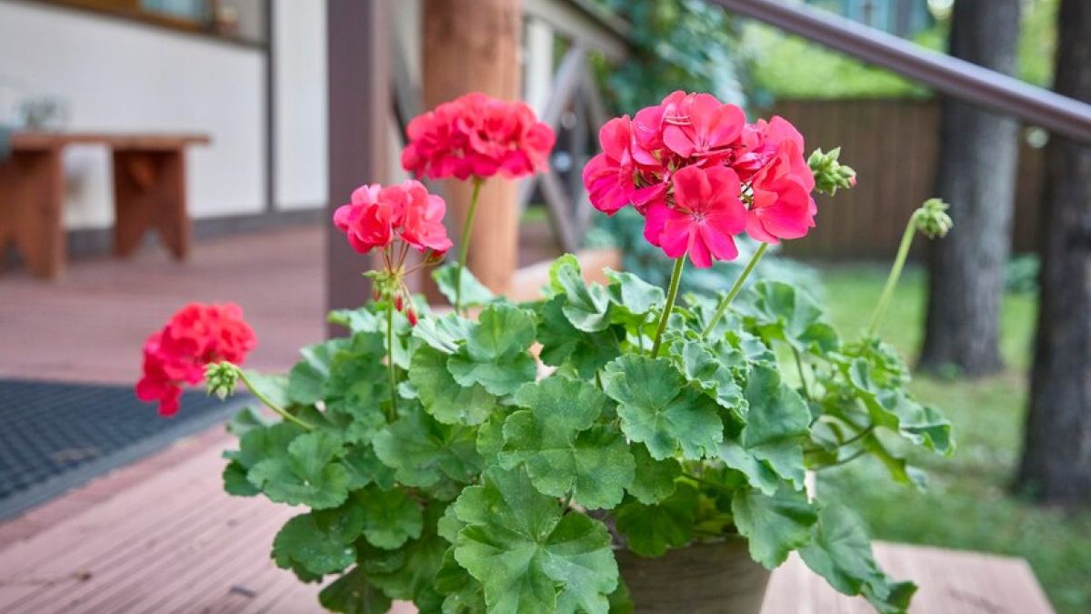 In Europa occidentale il geranio non si coltiva più. A sostituirlo è stato un fiore inebriante che chiamano “Volto d’angelo” 2 In Europa occidentale il geranio non si coltiva più. A sostituirlo è stato un fiore inebriante che chiamano “Volto d’angelo”