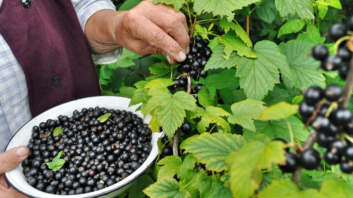 8 cucchiai sotto ogni cespuglio ad aprile e il ribes crescerà più grande dell’uva e più dolce del miele: il raccolto andrà raccolto a secchiate