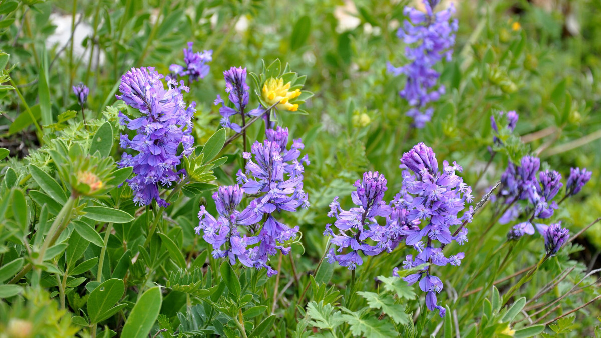 L’arbusto che fiorisce fino a 10 mesi all’anno. Gli italiani stanno appena iniziando a scoprirlo 4 L’arbusto che fiorisce fino a 10 mesi all’anno. Gli italiani stanno appena iniziando a scoprirlo