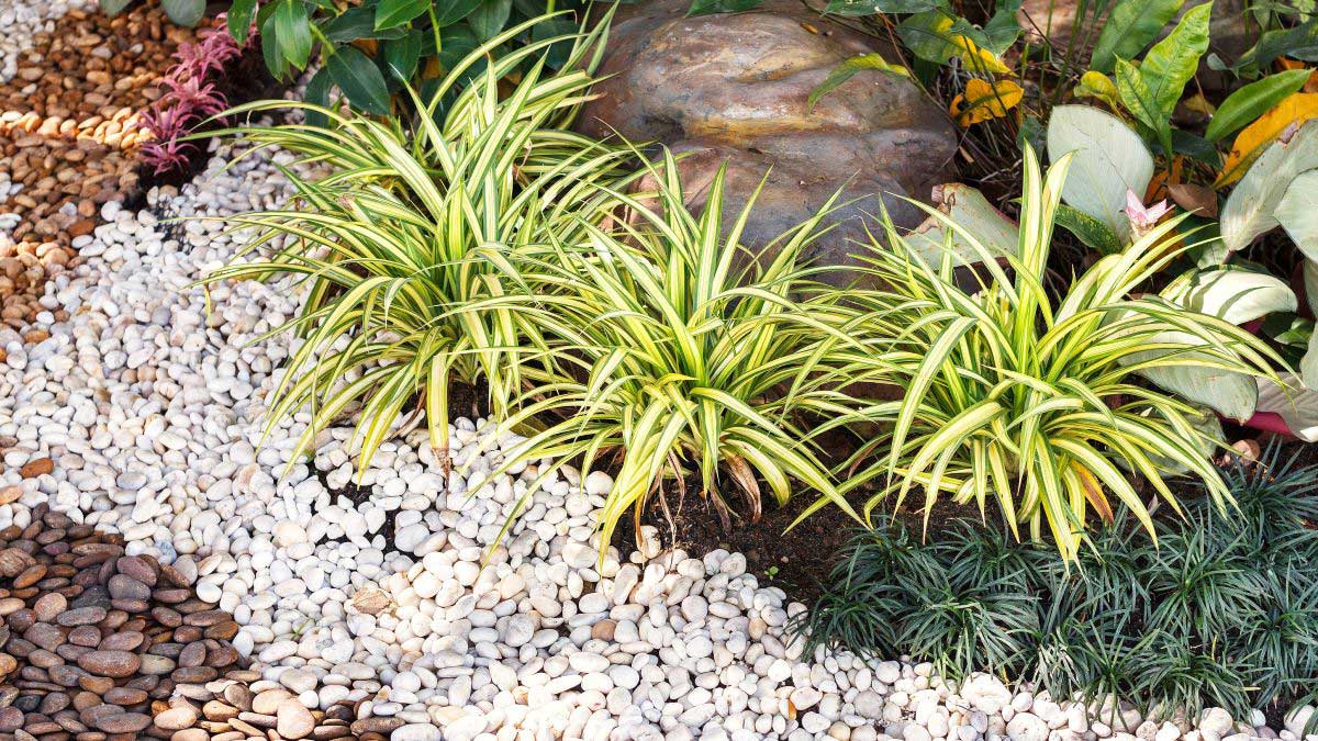 Le aiuole rialzate stanno lentamente lasciando spazio a una nuova tendenza: sono più belle, più facili da mantenere e donano al giardino un aspetto più moderno 3 Le aiuole rialzate stanno lentamente lasciando spazio a una nuova tendenza: sono più belle, più facili da mantenere e donano al giardino un aspetto più moderno