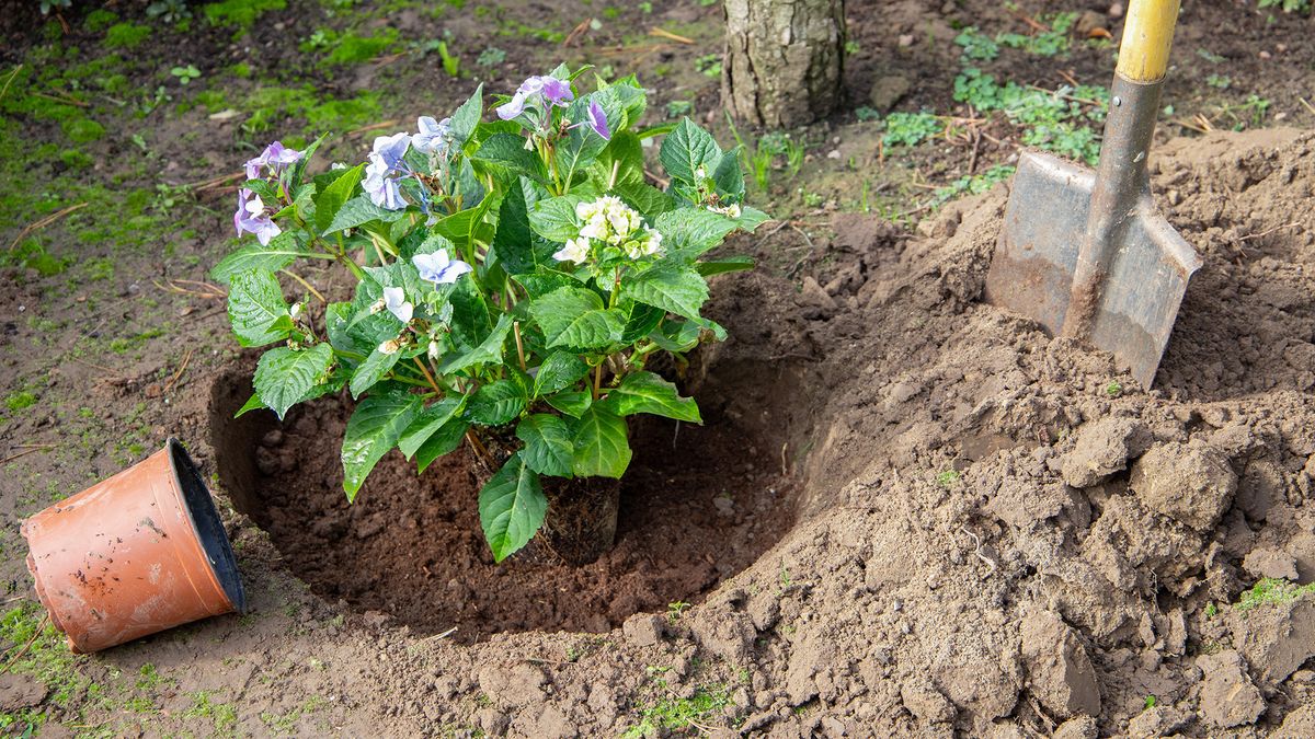 Un solo scarto da cucina trasformerà le ortensie in cespugli rigogliosi pieni di fiori che i vicini non potranno non notare 2 Un solo scarto da cucina trasformerà le ortensie in cespugli rigogliosi pieni di fiori che i vicini non potranno non notare