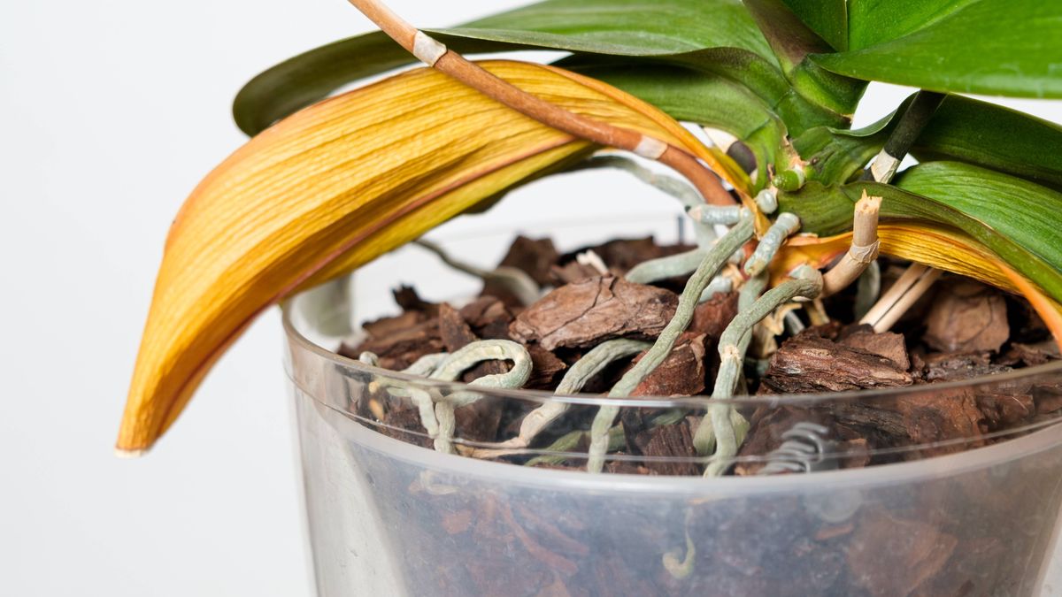 State ancora buttando questi scarti di cucina? Aggiungeteli una volta al mese e le vostre orchidee si copriranno di fiori