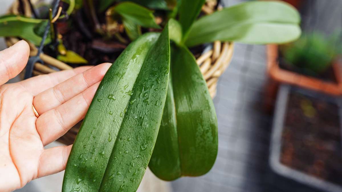 Versate mezzo cucchiaino nel vaso e in 3 settimane l’orchidea partirà con i boccioli