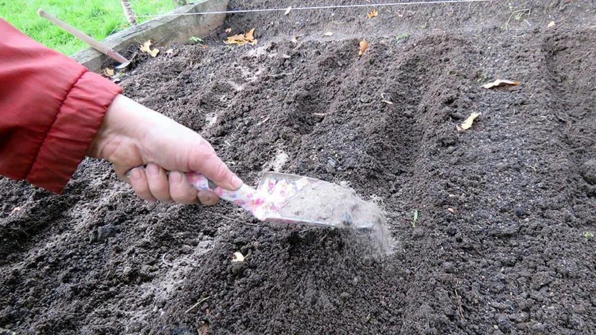 Pianto le cipolle solo così: il raccolto viene forte e sano