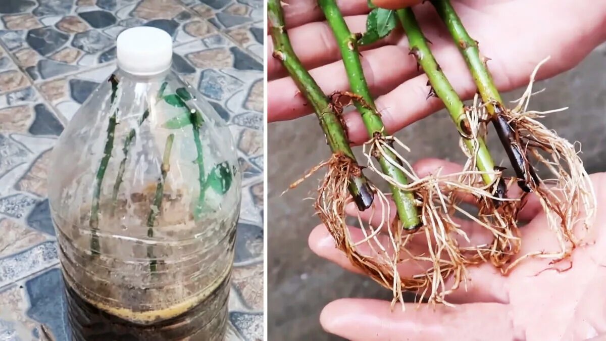 Adesso è il momento di piantare le rose a radice nuda. Il giardino si riempirà di fiori