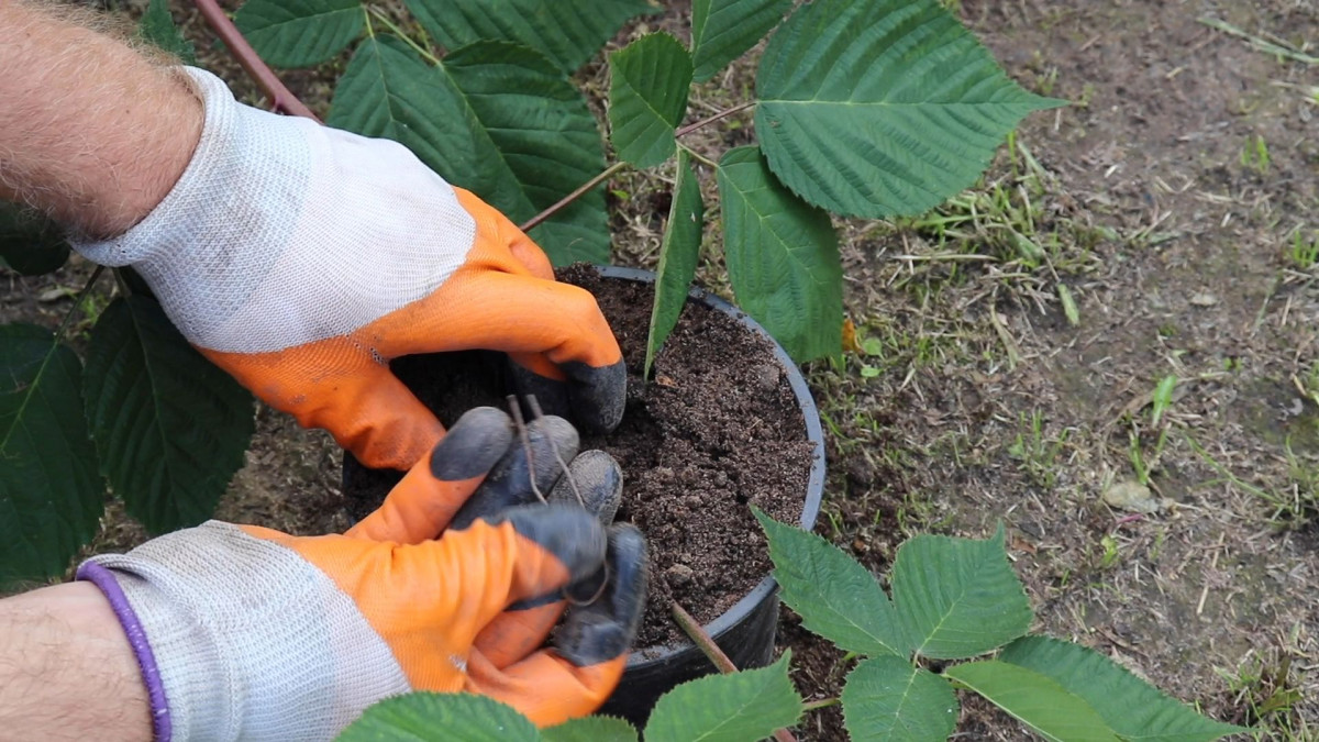 Volete raccogliere more a secchi? Questi segreti garantiscono un raccolto abbondante e dolce 2 Volete raccogliere more a secchi? Questi segreti garantiscono un raccolto abbondante e dolce