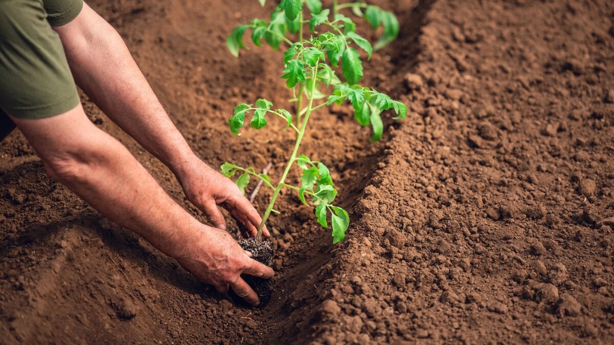 Il nuovo metodo di piantare i pomodori è una vera rivoluzione. Raccoglierete i frutti a secchiate 2 Il nuovo metodo di piantare i pomodori è una vera rivoluzione. Raccoglierete i frutti a secchiate