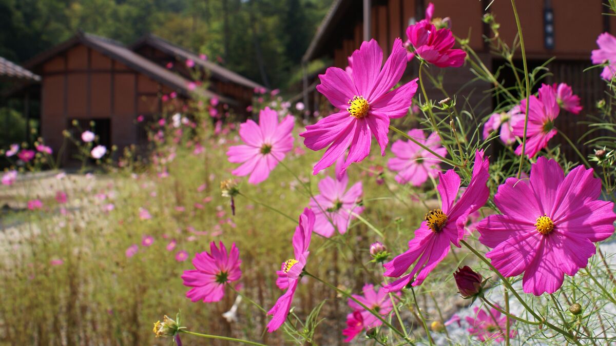 Piantate subito questi 8 fiori a crescita rapida per avere un giardino luminoso nel giro di poche settimane, compresi gli spettacolari bocche di leone