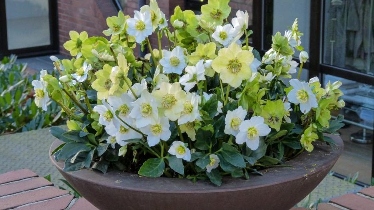 Guida al giardinaggio: le migliori piante da aggiungere al tuo giardino in Italia e quando piantarle