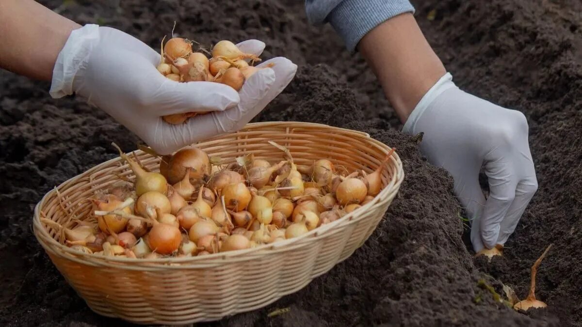 Pianto le cipolle solo così: il raccolto viene forte e sano