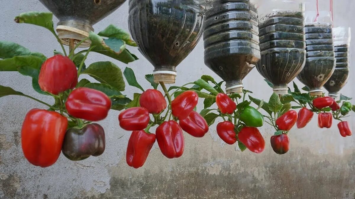 Pianto pomodori e peperoni nei “contenitori da cinque litri”: questo metodo economico funziona meglio del ripicchettamento e regala piantine come in una spa
