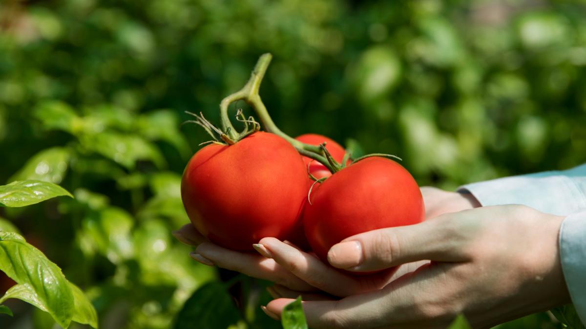 Tutti i giardinieri più esperti nel 2026 lasciano le piante di pomodoro appese a testa in giù