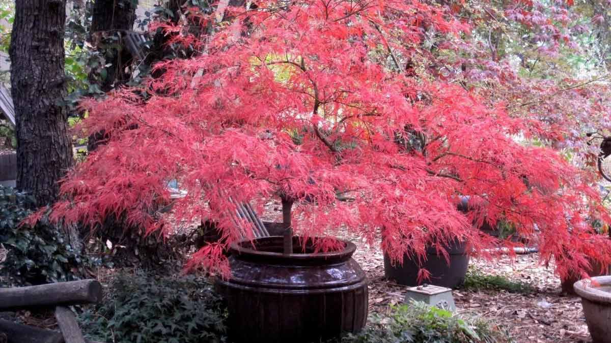L’albero in vaso facile da curare, con foglie che cambiano colore e danno vita al tuo giardino
