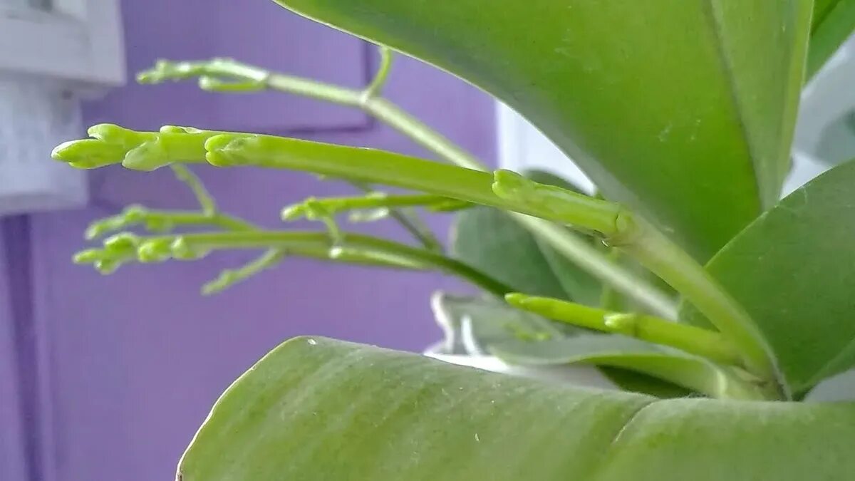 Versate mezzo cucchiaino nel vaso e in 3 settimane l’orchidea partirà con i boccioli