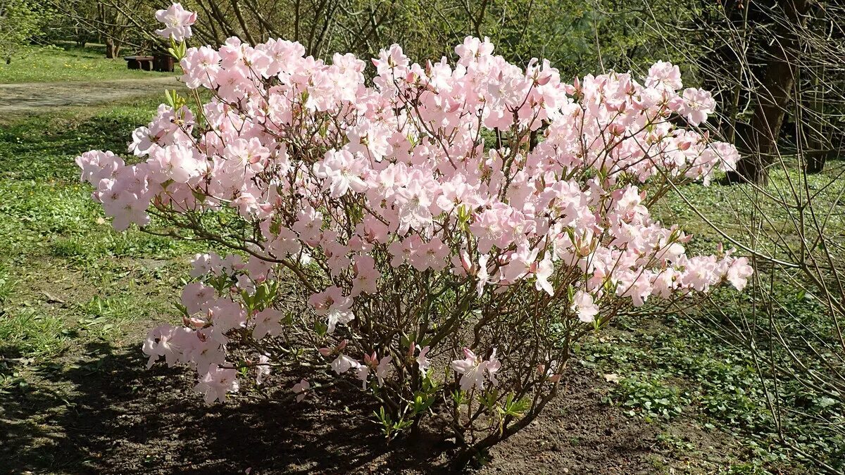 Questo è il momento ideale per piantare le azalee: consigli per coltivare fiori sani direttamente da un esperto di giardinaggio 2 Questo è il momento ideale per piantare le azalee: consigli per coltivare fiori sani direttamente da un esperto di giardinaggio