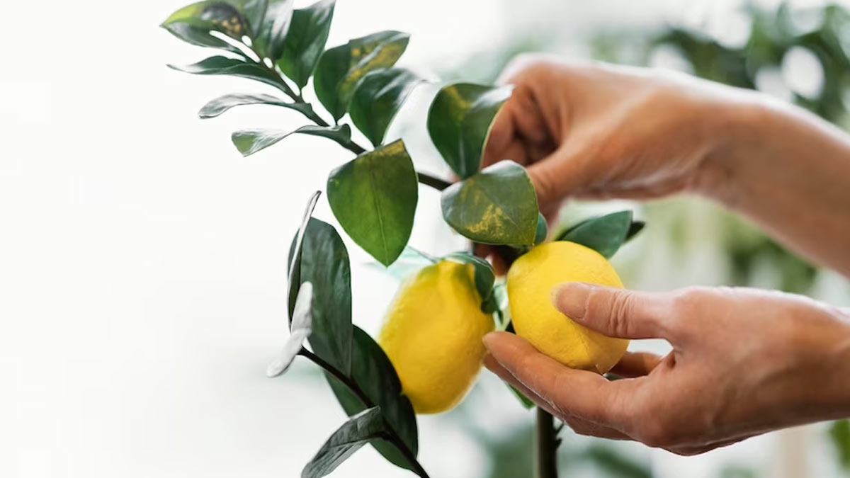 Come potare un albero di limone per ottenere più frutti e una crescita più sana 2 Come potare un albero di limone per ottenere più frutti e una crescita più sana