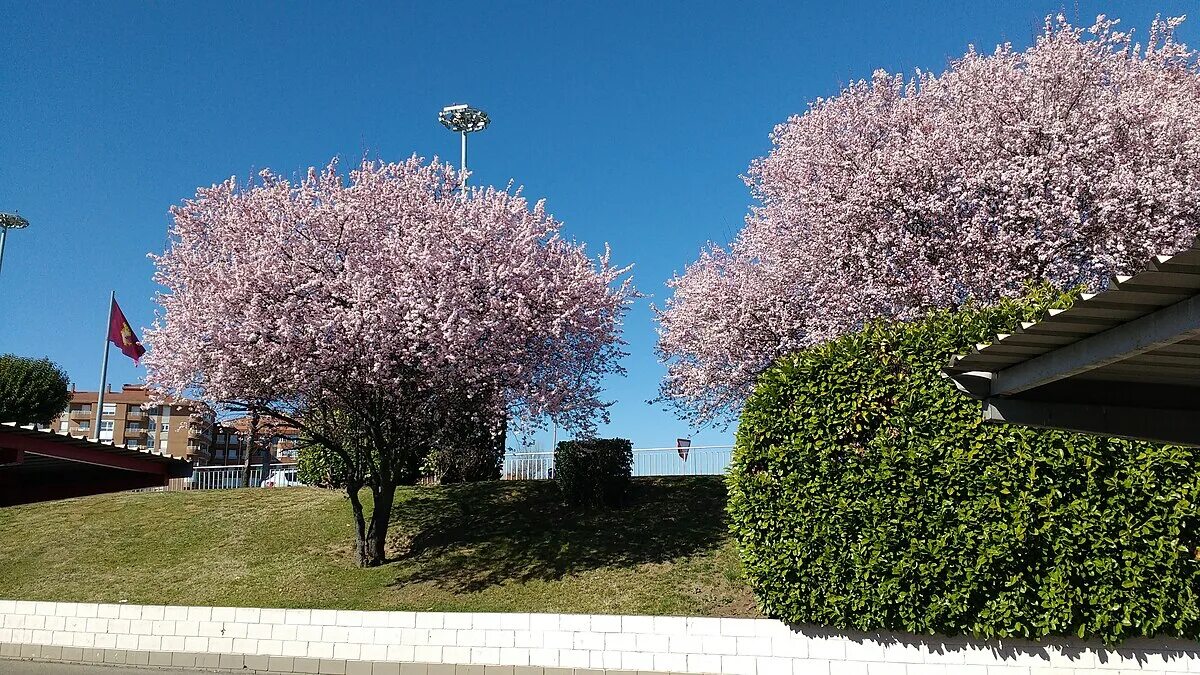 Ideale per le case piccole: l’albero che non solleva la pavimentazione con le radici e darà frutti per tutta la stagione