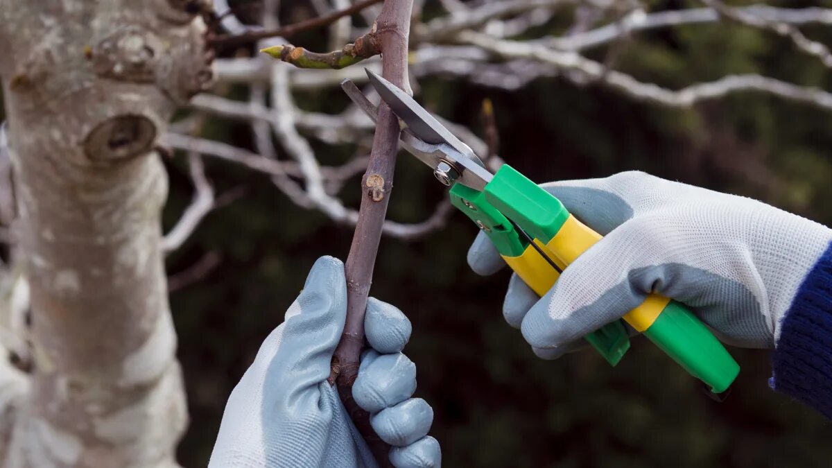 Quattro piante legnose che in questo momento hanno ancora bisogno di una potatura