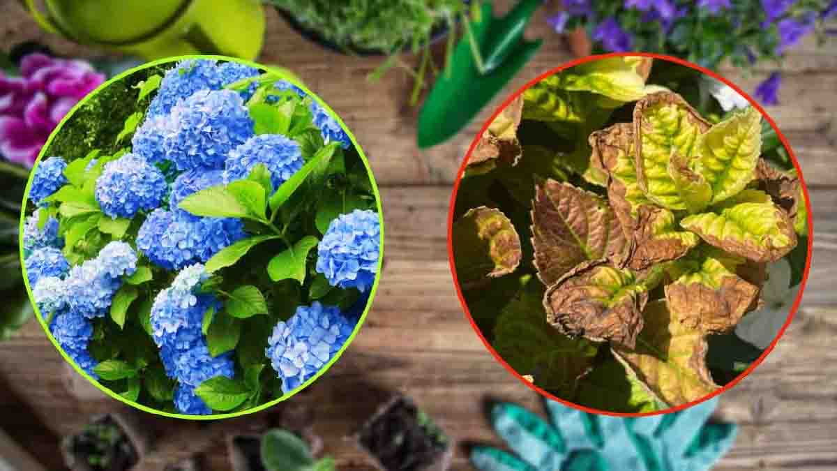 Un solo scarto da cucina trasformerà le ortensie in cespugli rigogliosi pieni di fiori che i vicini non potranno non notare