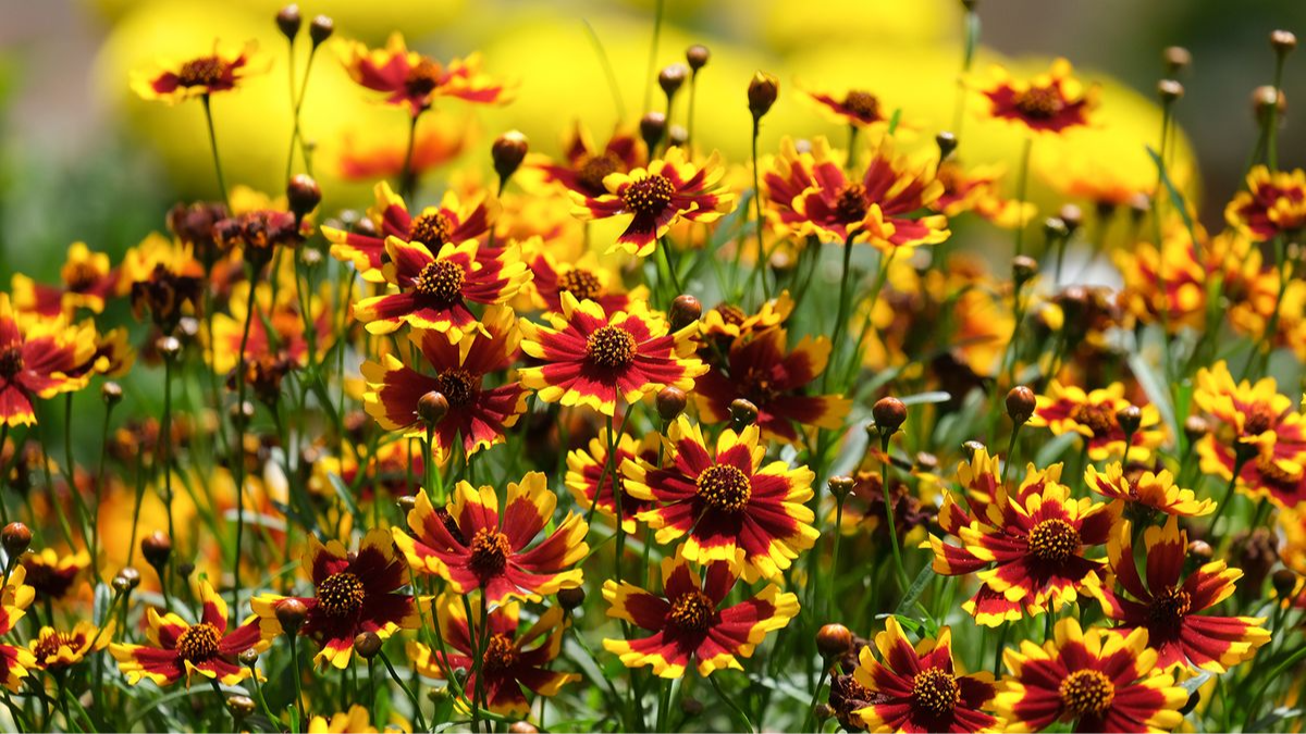 Quest’anno dei tulipani nessuno sentirà la mancanza. Il grande trend dei giardini nel 2026 è una bellezza che fiorisce per 100 giorni di fila