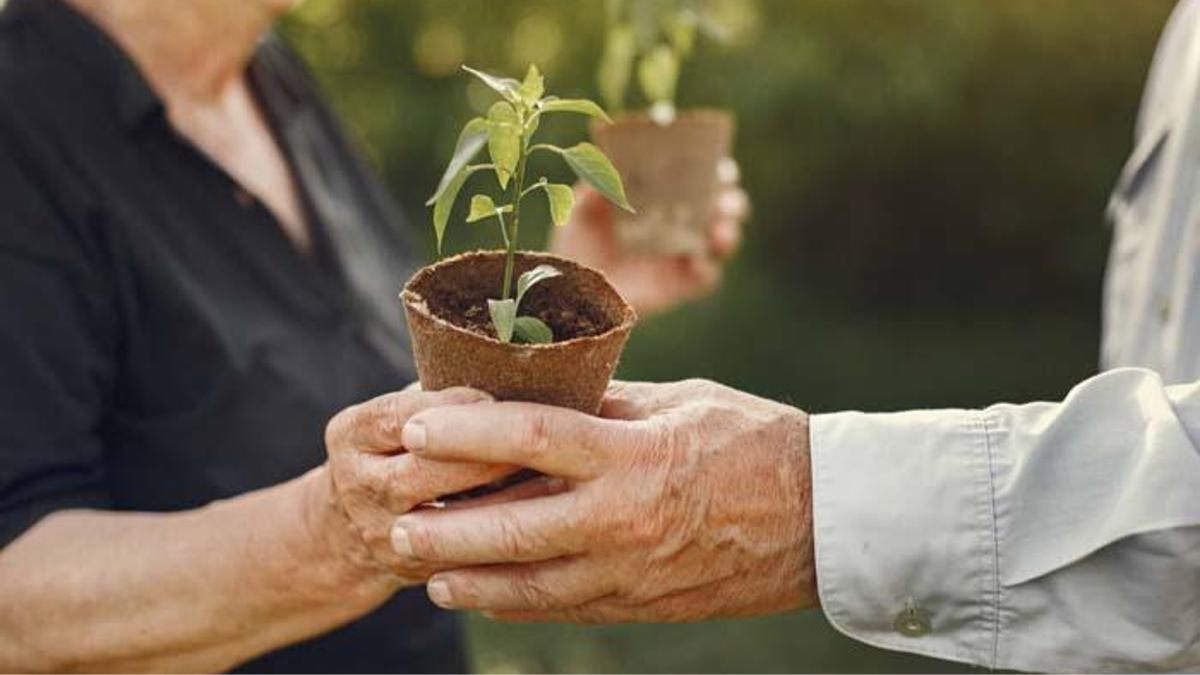 Questo albero non andrebbe mai piantato vicino a casa, eppure in molti continuano a commettere questo errore