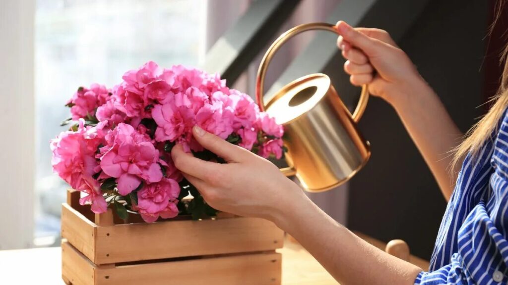 Questo è il momento ideale per piantare le azalee: consigli per coltivare fiori sani direttamente da un esperto di giardinaggio