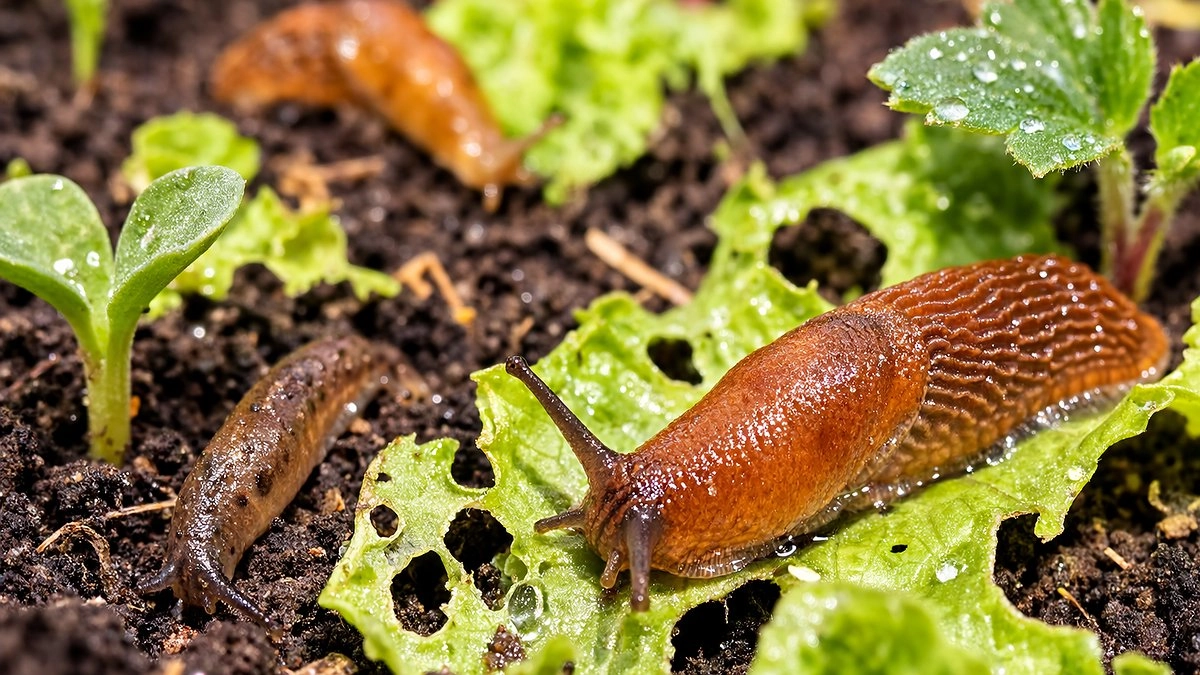 Questo fiore dimenticato salva il tuo orto da marzo contro lumache e afidi
