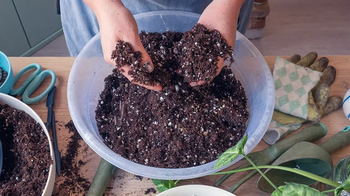 Bisogna inumidire il terriccio per vasi prima di piantare nuove piante?