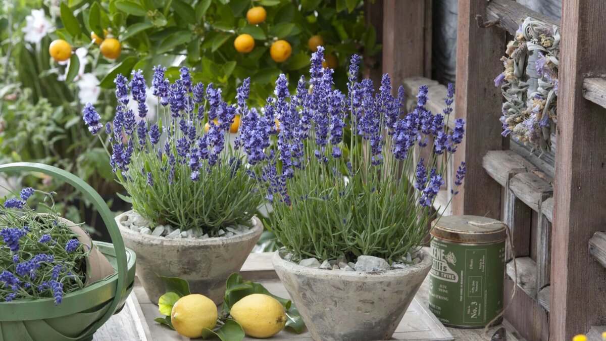 5 piante aromatiche che renderanno più fresco il profumo della casa