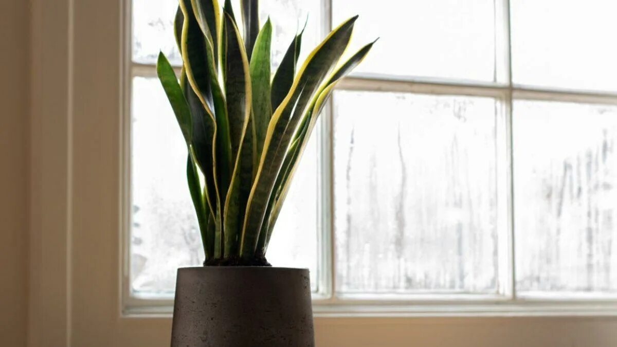 5 piante da appartamento facilissime da coltivare sul balcone e che restano verdi anche con cure minime