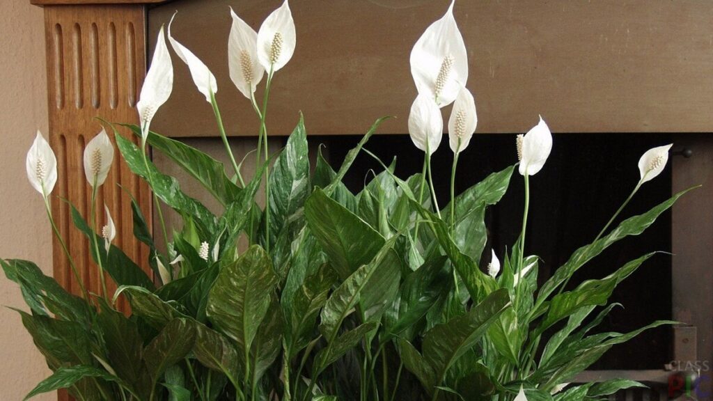 Sbuccia una mela e metti la buccia nel vaso dello spatifillo. Un acceleratore naturale della fioritura aiuterà lo spatifillo a riempirsi di fiori per il periodo di maggio