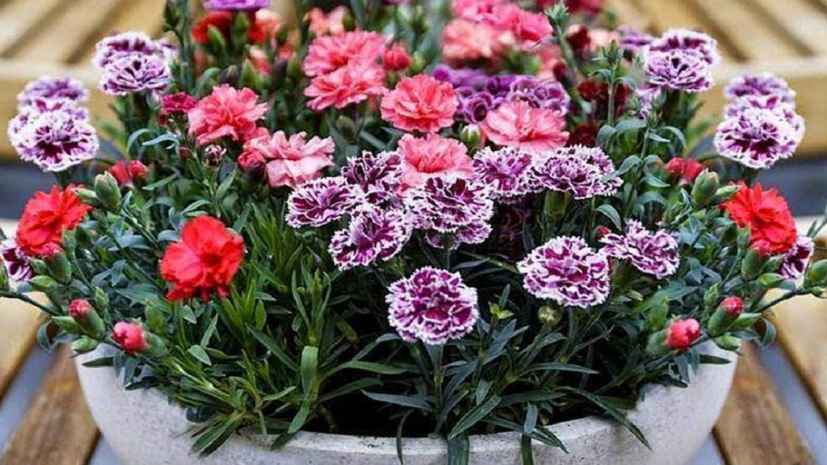 Questa poco conosciuta pianta perenne farà splendere il vostro giardino e il vostro balcone per mesi