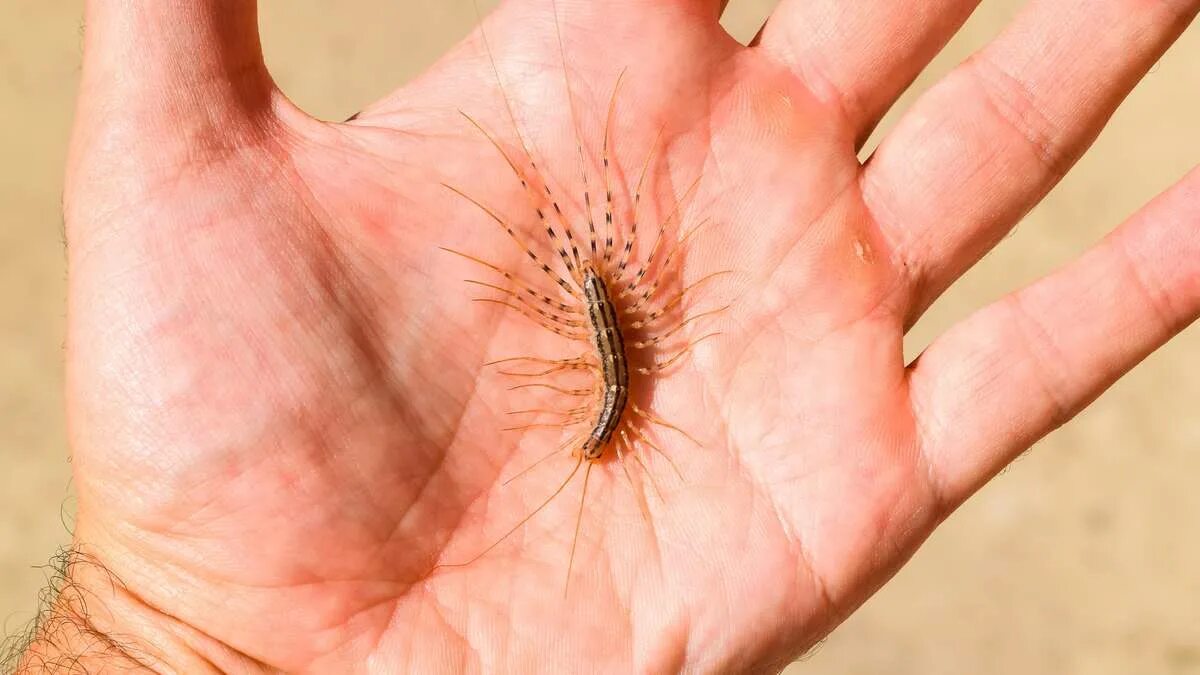 Se trovate questo in casa, potreste avere un problema