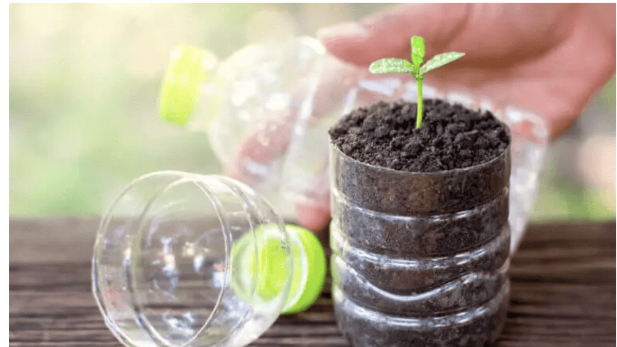 Pianto pomodori e peperoni nei “contenitori da cinque litri”: questo metodo economico funziona meglio del ripicchettamento e regala piantine come in una spa 3 Pianto pomodori e peperoni nei “contenitori da cinque litri”: questo metodo economico funziona meglio del ripicchettamento e regala piantine come in una spa