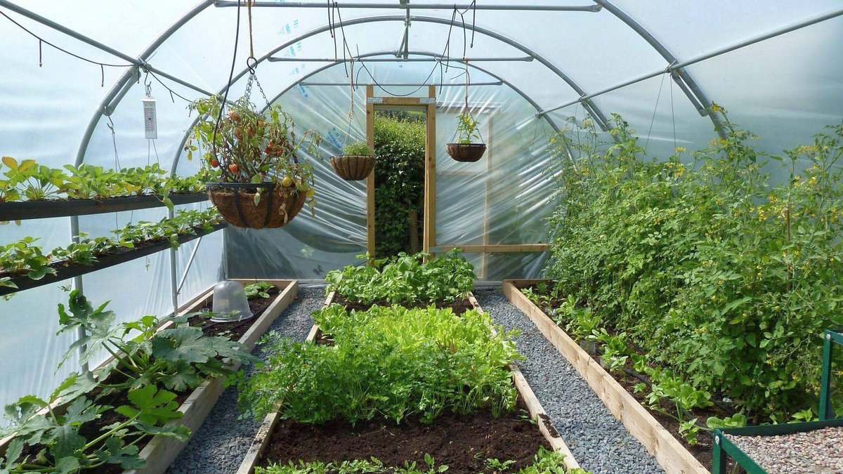 Guida al giardinaggio: le migliori piante da aggiungere al tuo giardino in Italia e quando piantarle