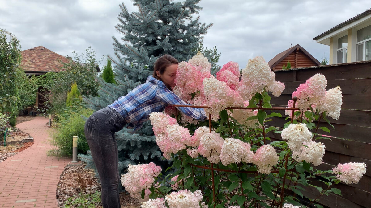 Silvia, che coltiva ortensie alte due metri, ha svelato un consiglio d’oro: vale la pena ricordarlo
