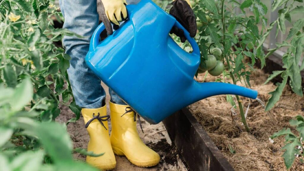 Smettete di annaffiare così i pomodori: questo errore costa metà del raccolto