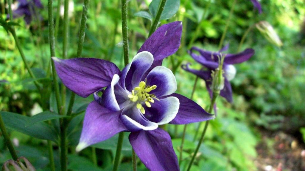 Sotto gli alberi non cresce nemmeno l’erba? L’epimedio all’ombra creerà un ricco regno di fiori