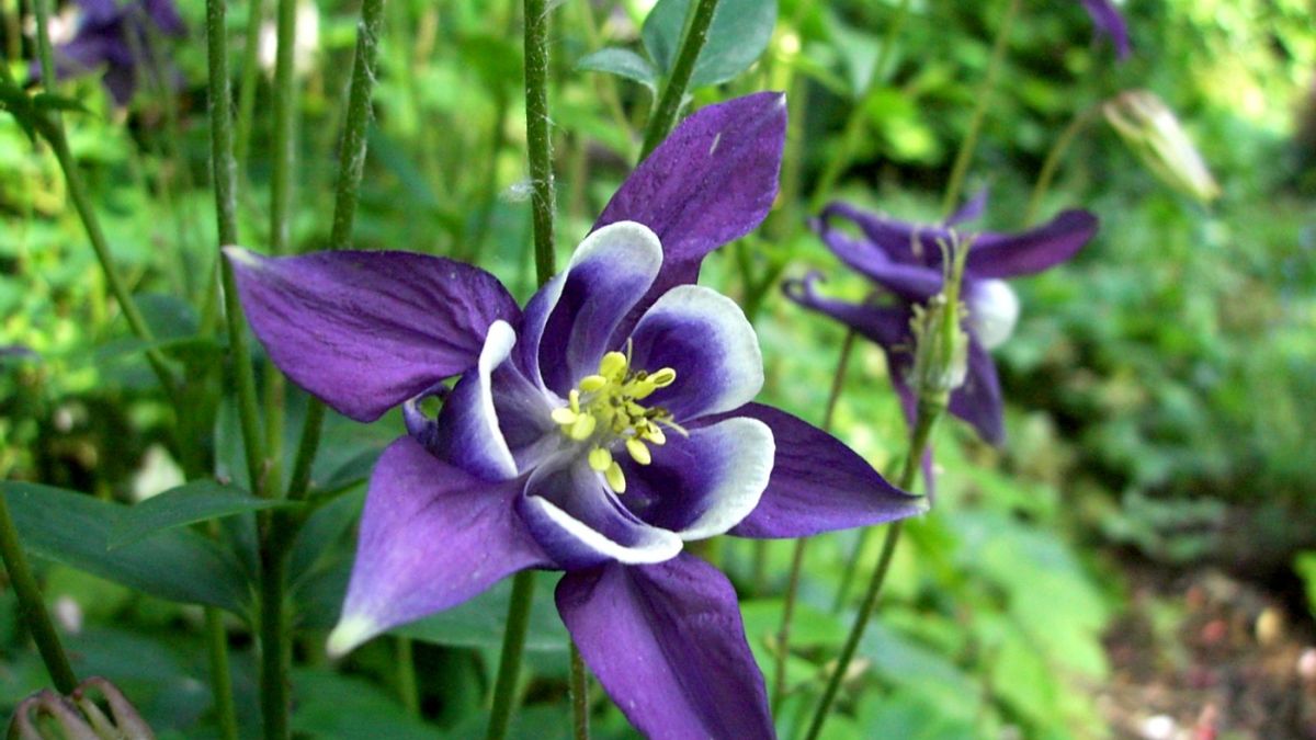 Sotto gli alberi non cresce nemmeno l’erba? L’epimedio all’ombra creerà un ricco regno di fiori