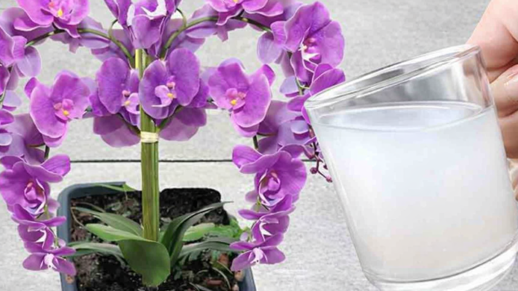 State ancora buttando questi scarti di cucina? Aggiungeteli una volta al mese e le vostre orchidee si copriranno di fiori