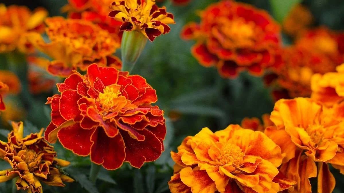 10 dei migliori semi da seminare adesso per avere fiori per tutta l’estate