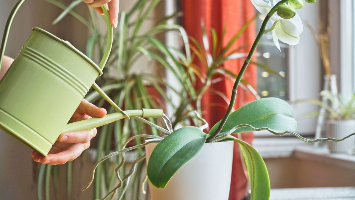 Mangiala a colazione e metti il nocciolo nel vaso con l’orchidea. L’orchidea si riempirà di fiori e le sue radici non marciranno. Un metodo di concimazione per orchidee perfetto per i pigri